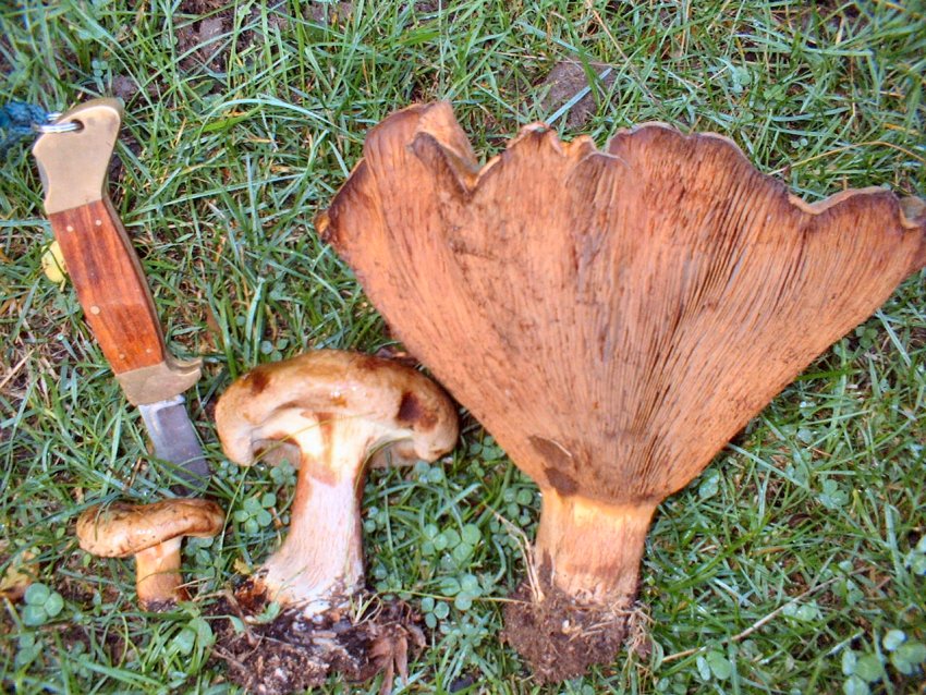 Paxillus involutus